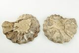 Cut/Polished Calycoceras Ammonite (Pair) - Texas #198214-1